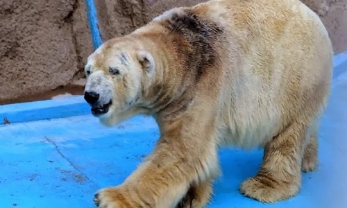 Arturo, el último oso polar de Argentina