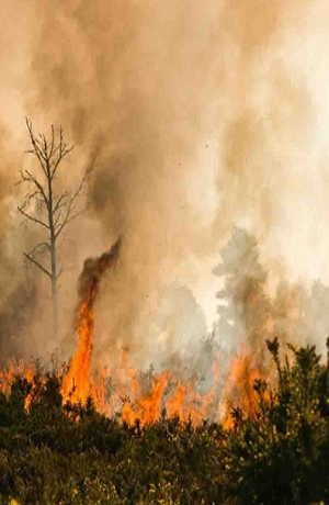 Winnie Pooh está triste; se incendió el Bosque de los Cien Acres