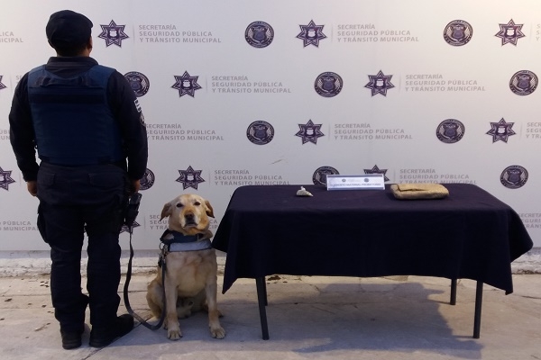 Binomio K9 localizó paquete de marihuana en la CAPU