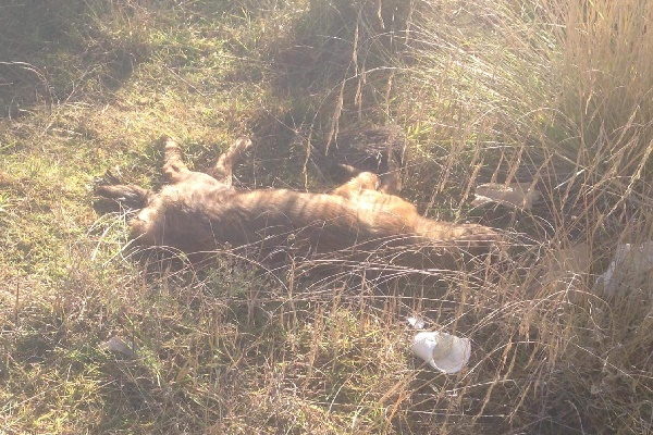 Envenenaron con carne de pollo a más de setenta perros en Canoa