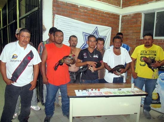 Detienen a 10 personas en peleas de gallos clandestinas