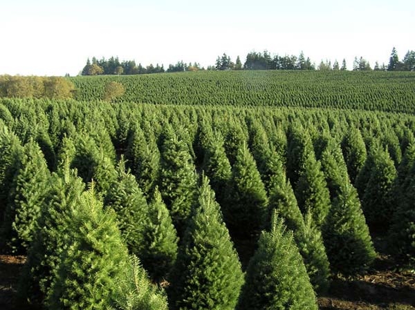 Productores poblanos buscan colocar 15 mil de árboles de navidad en esta temporada