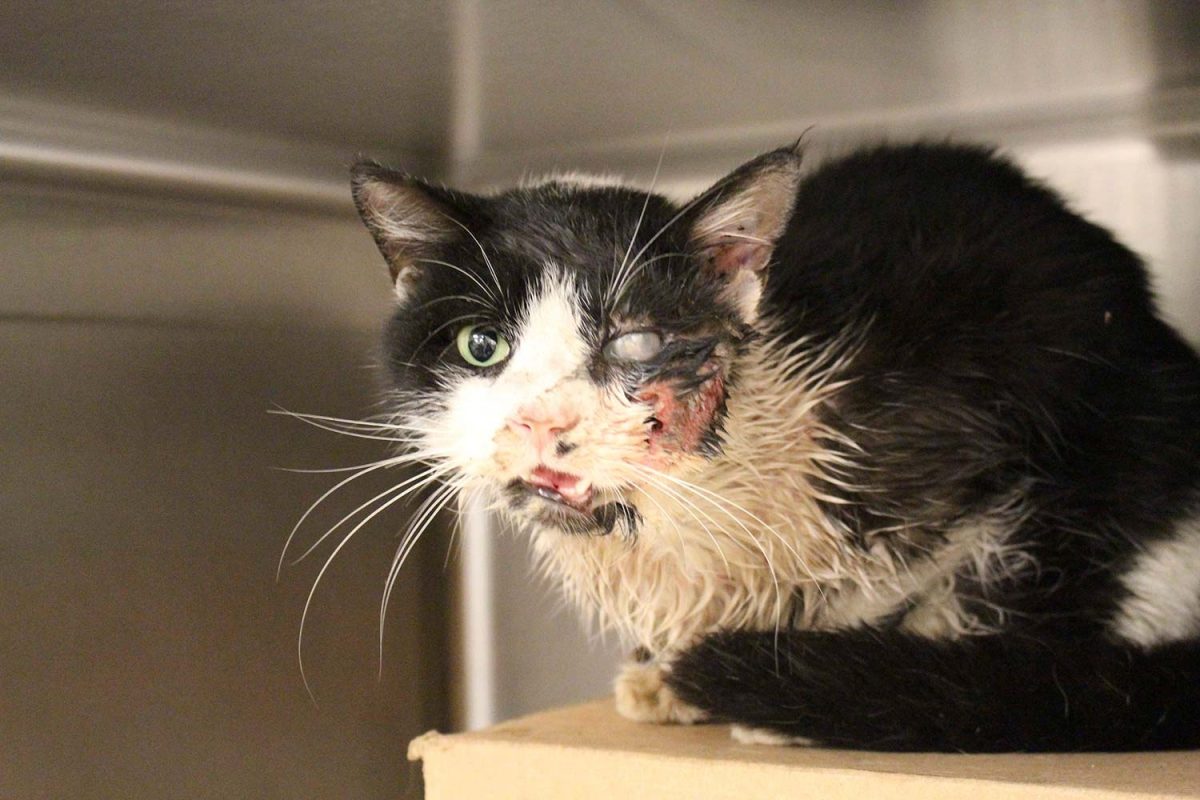 Gato Zombie, estuvo casi un mes enterrado y regresó a la vida