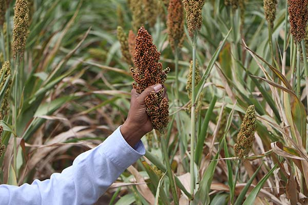 Impulsa gobierno estatal producción de sorgo en 53 municipios de Puebla