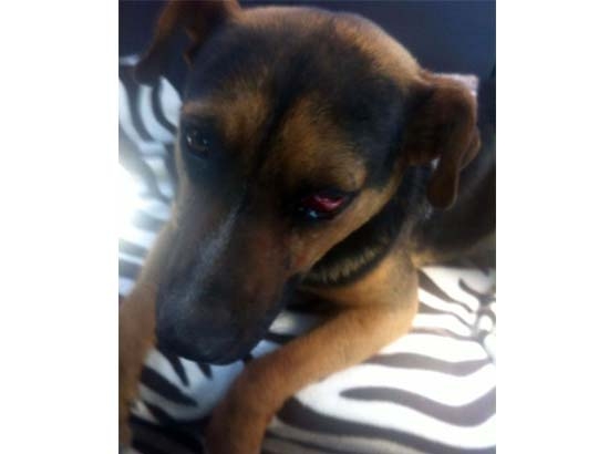 Atropella en repetidas ocasiones a perro y lo cuelga de medidor de luz