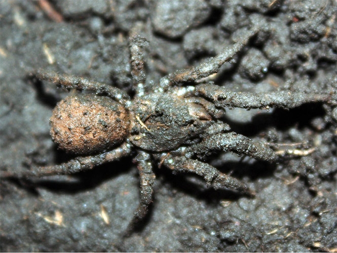 Hallan nueva especie de araña que se camufla con el suelo