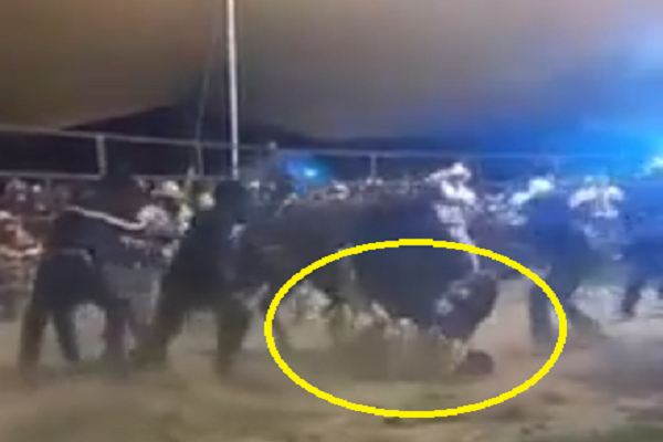 VIDEO: Toro mata al “Niño de Oro de Apatlaco” durante jaripeo en Atlixco