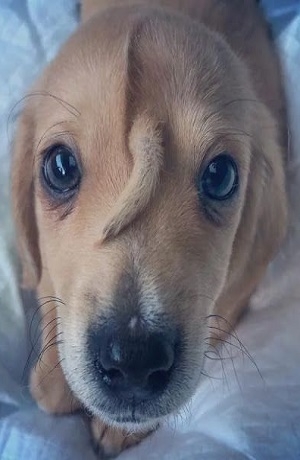 Perro “unicornio” se volvió la sensación de las redes sociales