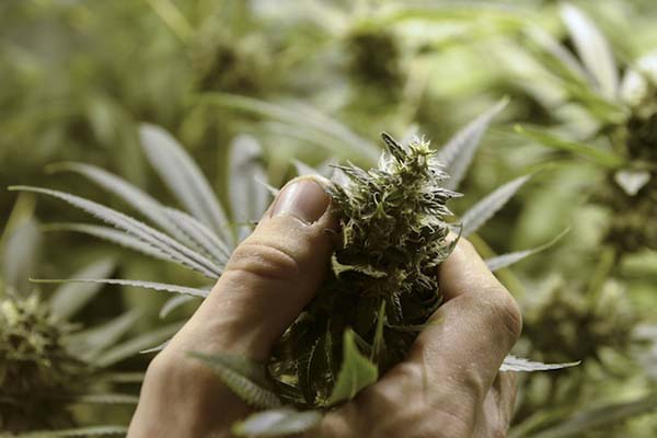 Puebla se adelanta a la despenalización de la marihuana; la cultivan en el norte y sur