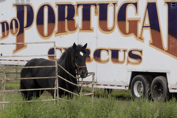 Listo el dictamen para prohibir uso de animales en circos de Puebla