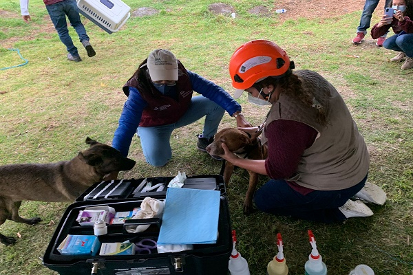 VIDEOS: Rescatan a Spay y Spike, perros que cayeron al socavón de Juan C. Bonilla
