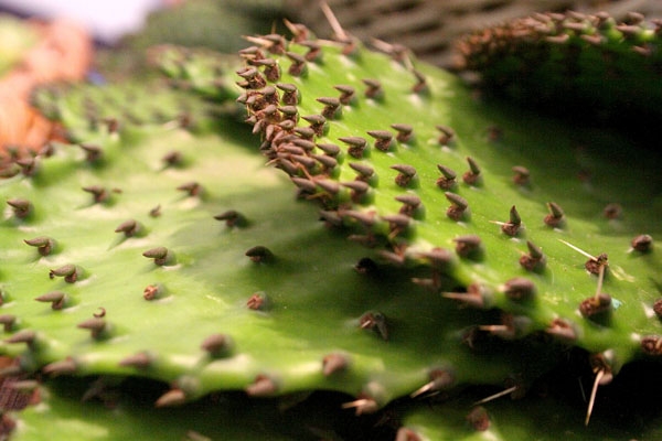 Cactáceas: ingredientes de la cocina poblana en riesgo de desaparecer