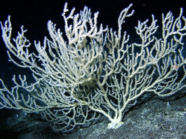La biodiversidad que guarda el fondo del mar