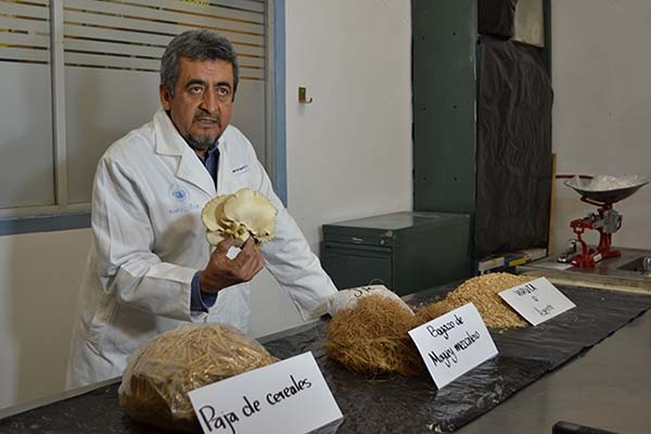 La BUAP impulsa cultivo y consumo de hongo de gran perfil nutricional en zonas pobres de México