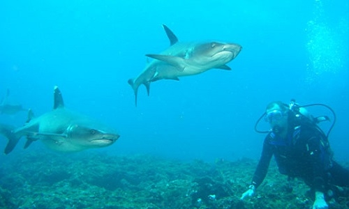 Descubren tres especies de peces en el Parque Nacional Galápagos