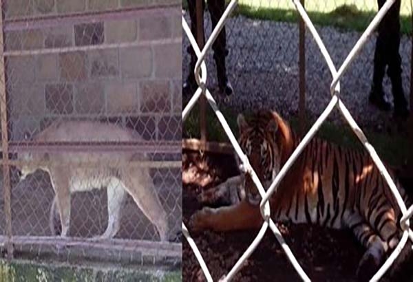Profepa asegura un tigre y un puma en un domicilio particular en Edomex