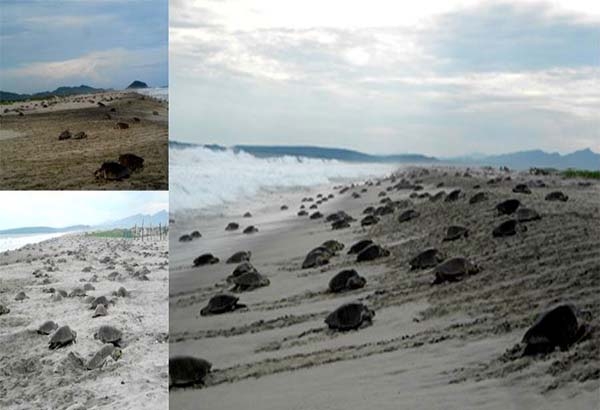 Arriban a playas de Oaxaca más de 60 mil tortugas