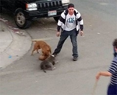 VIDEO: Sujeto mata perros callejeros con pitbulls