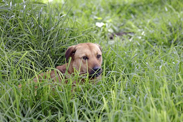 Suman 53 llamadas de emergencia por maltrato animal en Puebla