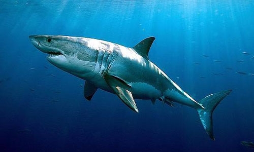 Registran incremento de tiburones blancos en Estados Unidos y Canadá