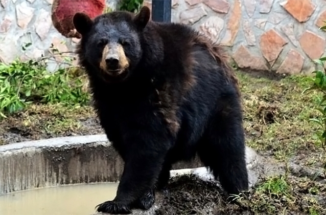 Una pareja de osos negros, nuevos habitantes de zoo en Puebla