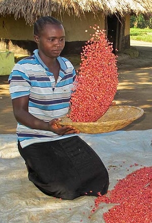 “Super frijoles” combatirán la hambruna en África