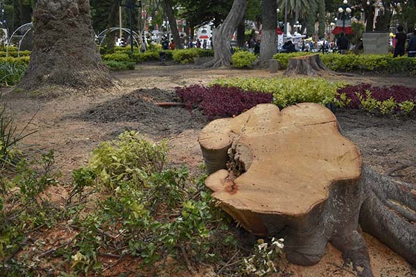 Día de la Tierra: Puebla pierde 64 mil hectáreas de cobertura arbórea