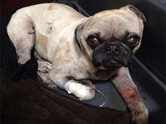 Muere “Torito”, perro pug que fue quemado en NL