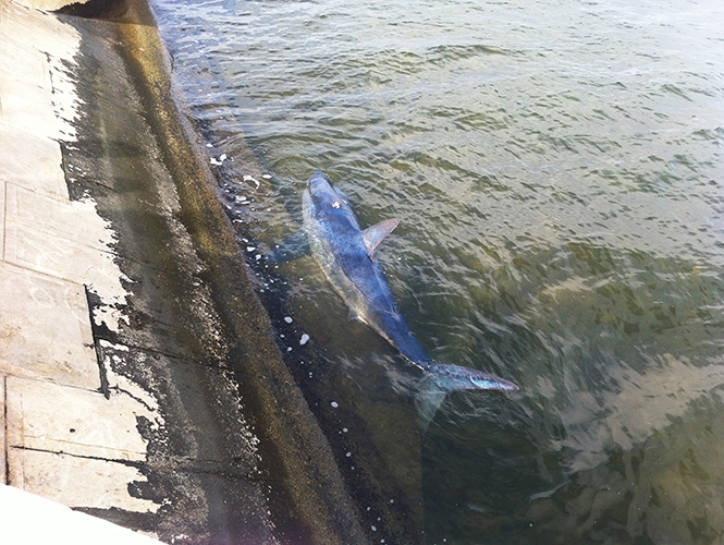 Aparece un “extraño” tiburón azul en Campeche