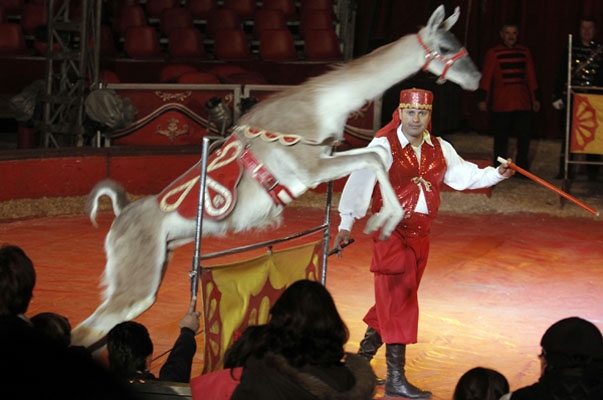 PVEM busca que 20 municipios de Puebla prohíban animales en circos