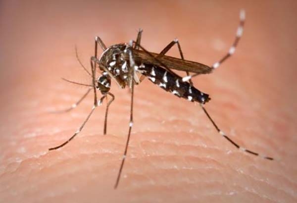 Dos muertos en Puebla por dengue durante 2017