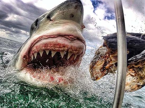 Encuentro cara a cara con un tiburón blanco grabado con una GoPro