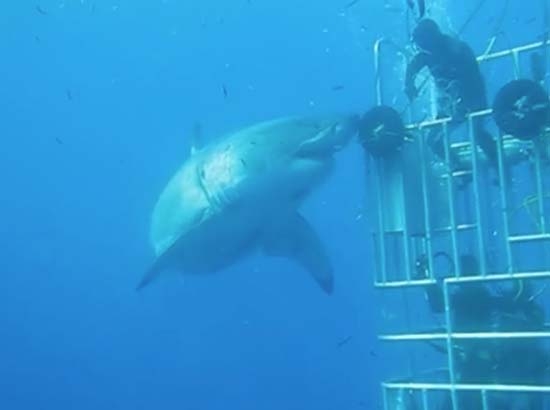 VIDEO: Graban en México al tiburón blanco más grande jamás registrado