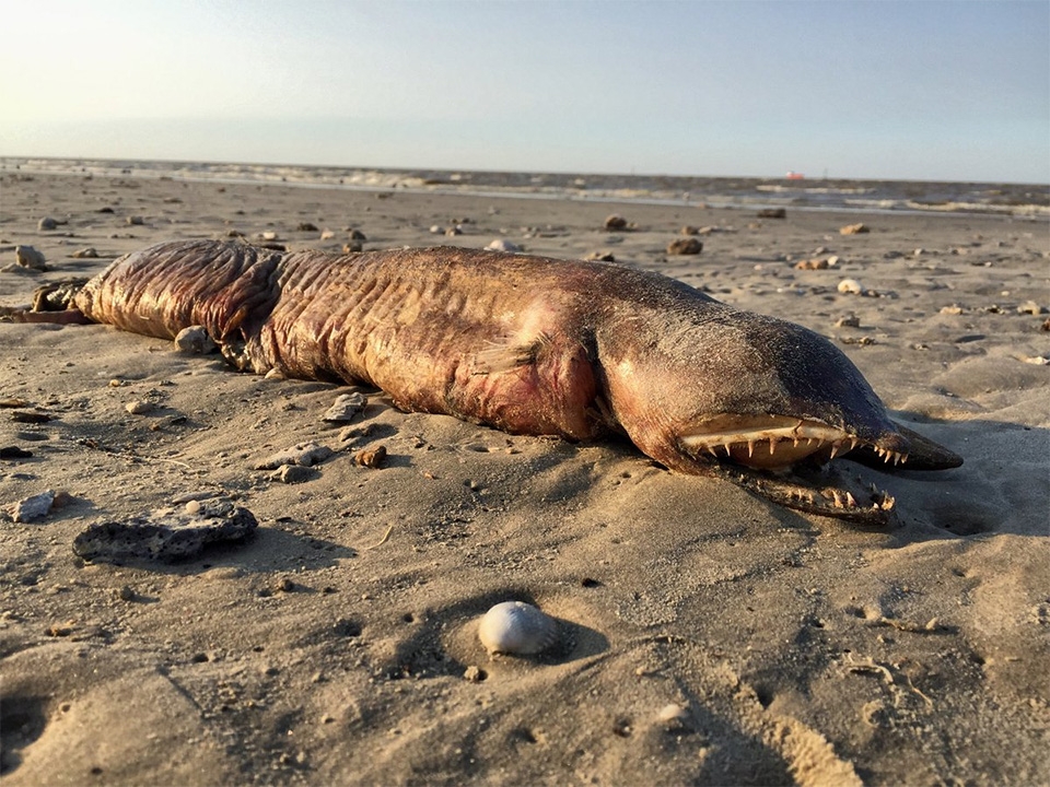 Extraña criatura fue expulsada del mar por el huracán “Harvey”