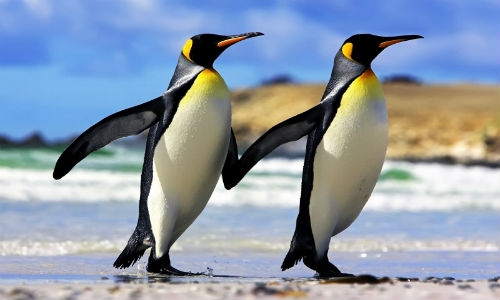 Pingüino Emperador, nueva especie en peligro de extinción