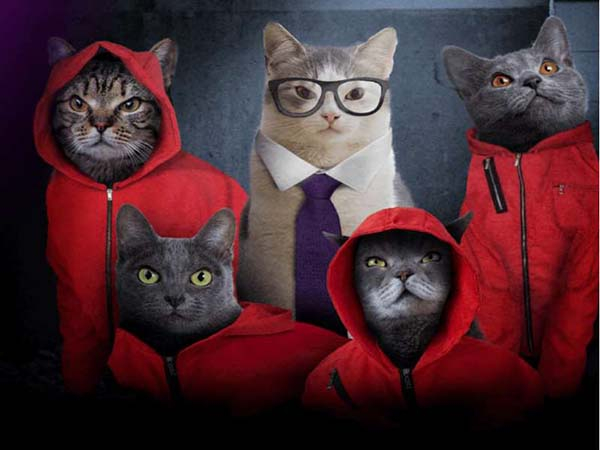 ¿Tienes gato (a)? Champion Cat es para ti