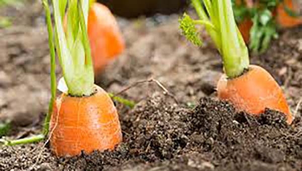 La BUAP realizará la Expo Hortícola 2018