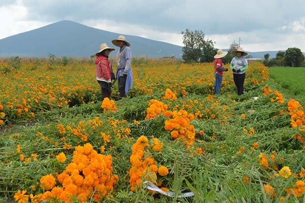 Inicia en Atlixco el corte de la flor de muerto