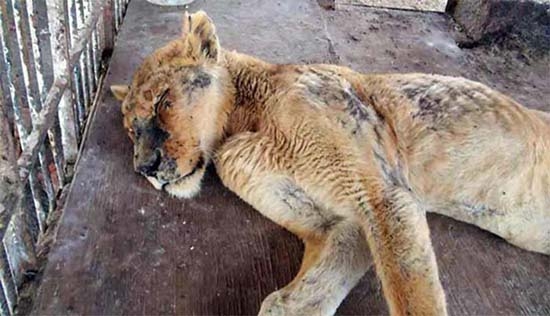 Mueren en México 60 mil animales por maltrato