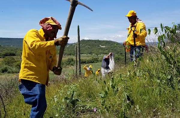 Medio Ambiente cumple meta de plantar 257 mil árboles en 58 municipios de Puebla