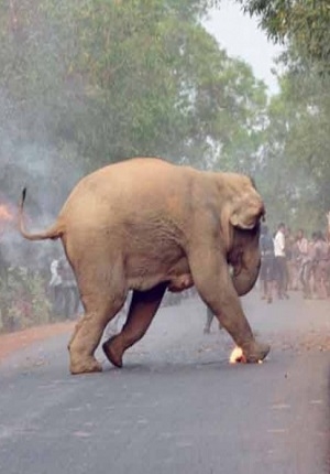 Elefante en llamas, la mejor fotografía de 2017