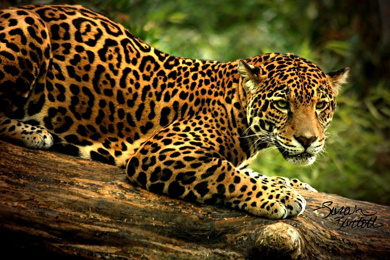 México registra dos mil 556 especies en peligro de extinción