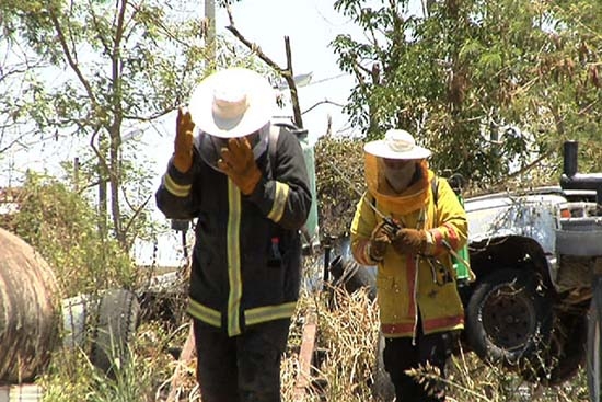 Abejas atacan a policías y los mandan al hospital en Campeche