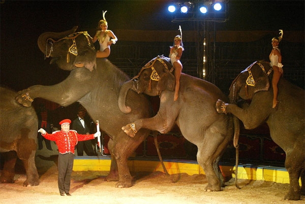 Atlixco, segundo municipio de Puebla en prohibir animales en circos
