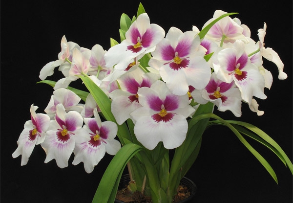 Puebla cuenta con 152 especies de orquídeas; 94, en Cuetzalan