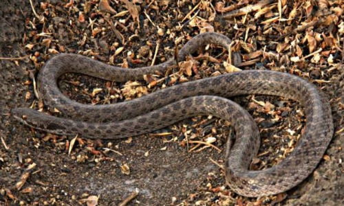 Hallan en Colima especie de culebra que se creía extinta