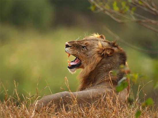 León mata a mujer en safari; tenía la ventanilla abajo