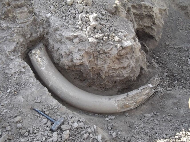 Hallan colmillo de mastodonte en Puebla