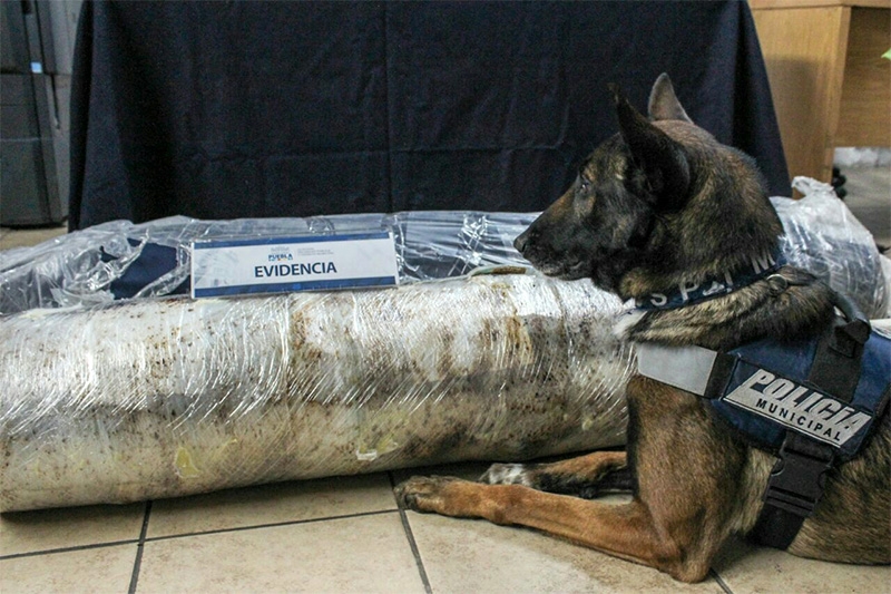 Decomiso histórico de 45 kilogramos de marihuana en la CAPU