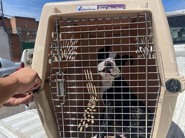 En Puebla rescatan a perrito víctima de crueldad por adulto mayor